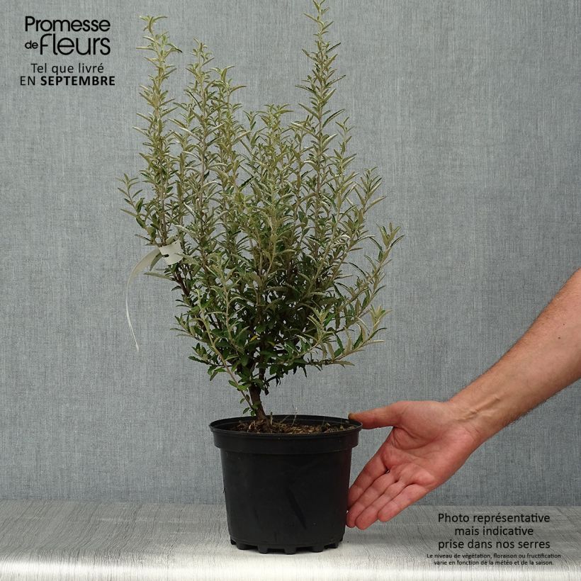 Olearia  scilloniensis - Daisy Bush 3L/4L pot sample as delivered in autumn