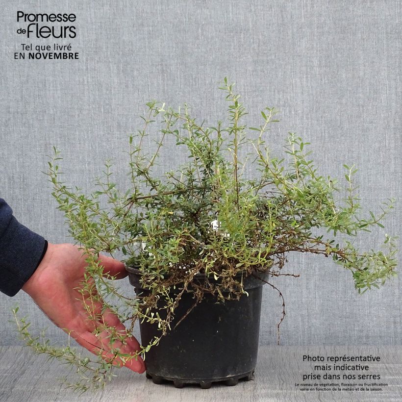 Olearia solandri Aurea 2L/3L pot sample as delivered in autumn