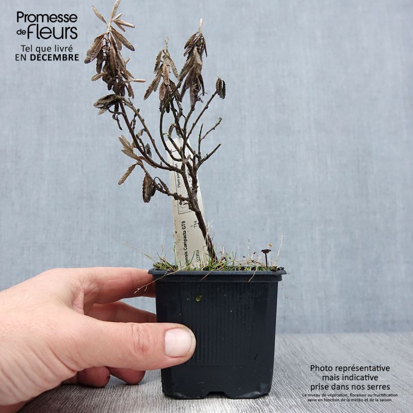 Olearia  scilloniensis Compacta - Daisy Bush 8/9 cm pot sample as delivered in winter