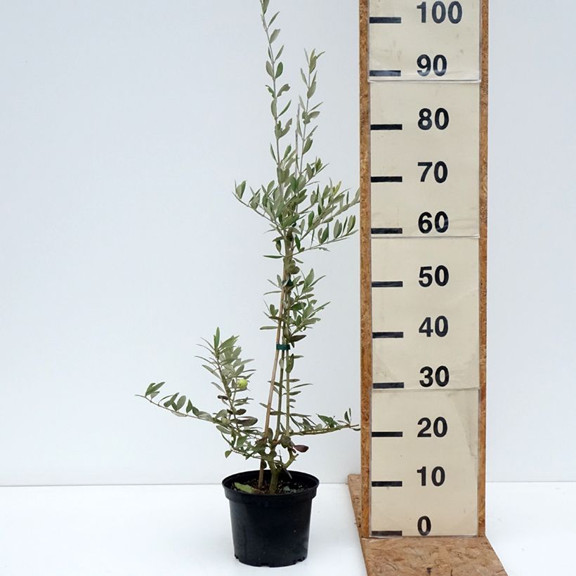 Olea europaea Aglandau - Olive Tree 4L/5L pot sample as delivered in autumn