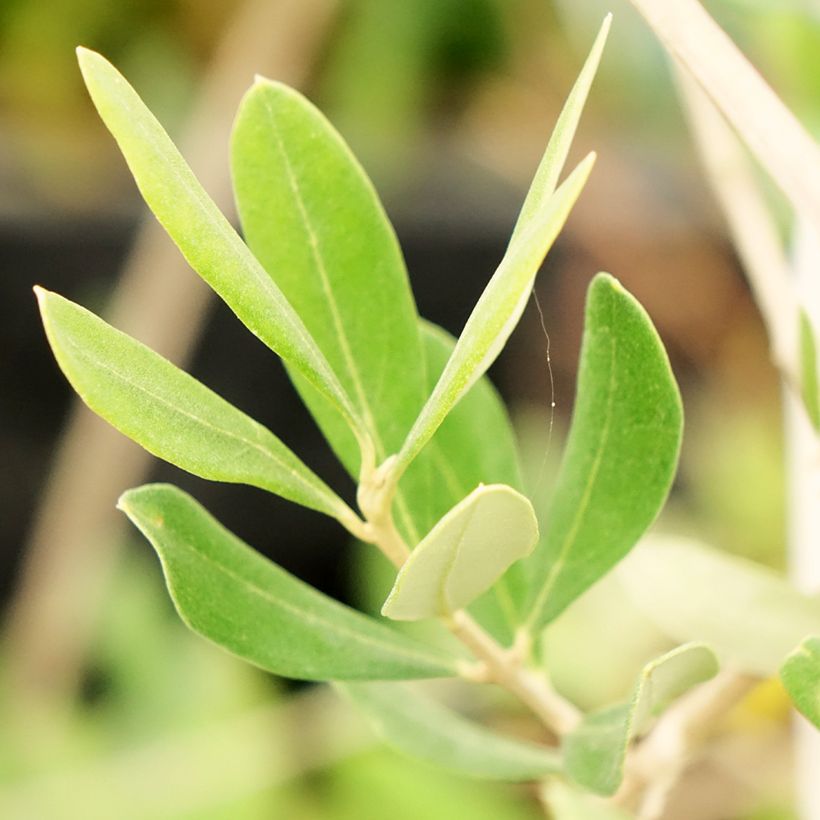 Olea europaea Frantoio - Olive Tree (Foliage)