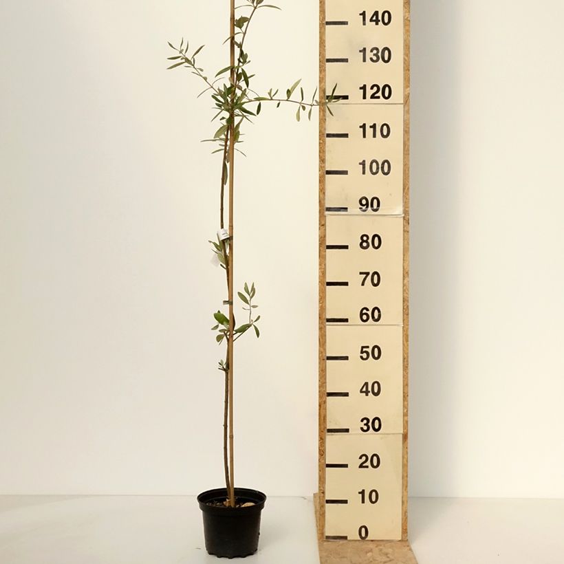 Olea europaea Frantoio - Olive Tree 3L/4L pot sample as delivered in spring