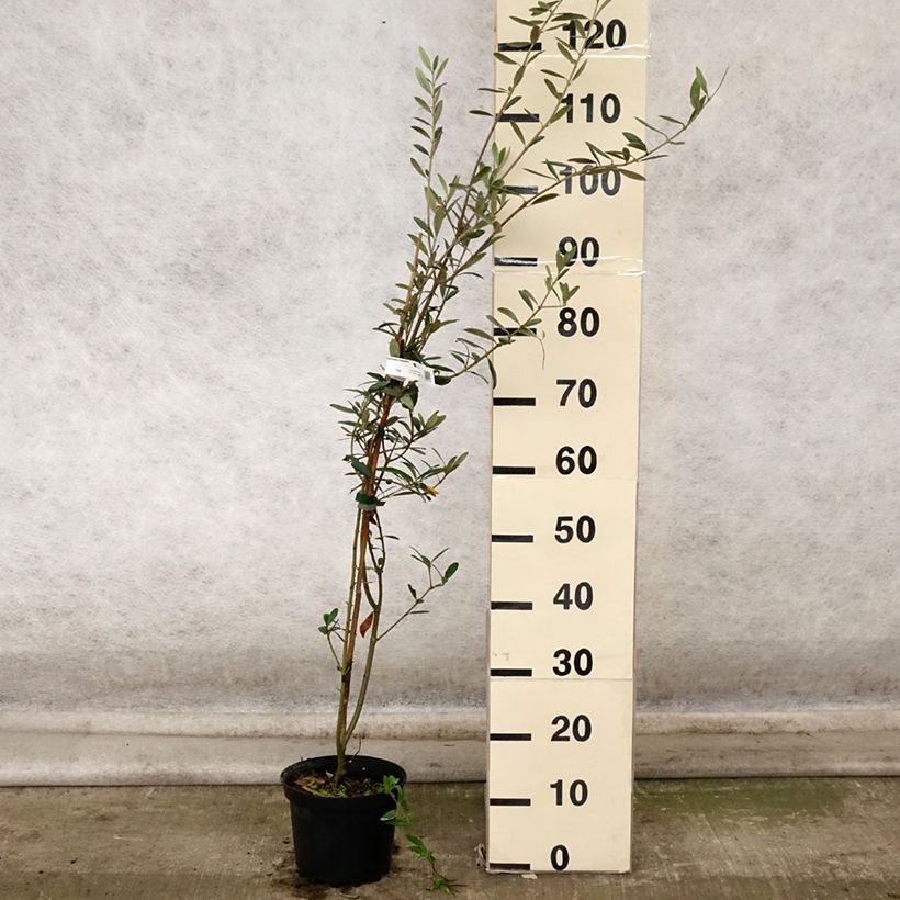 Olea europaea Grossanne - Olive Tree 3L/4L pot sample as delivered in autumn