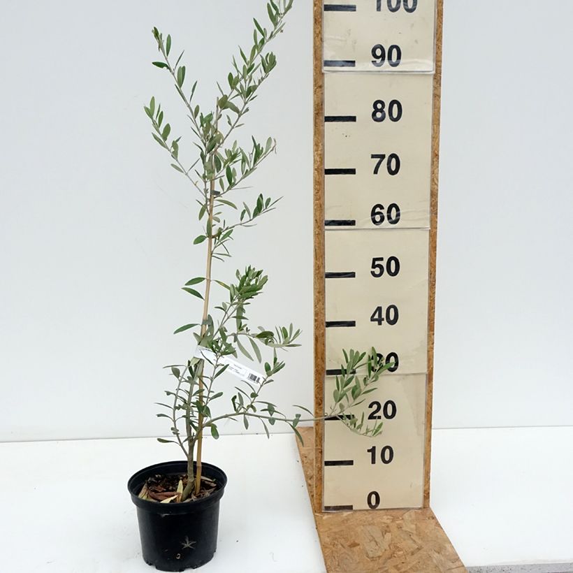 Olea europaea Lucques - Olive Tree 3L/4L pot, Clump sample as delivered in summer