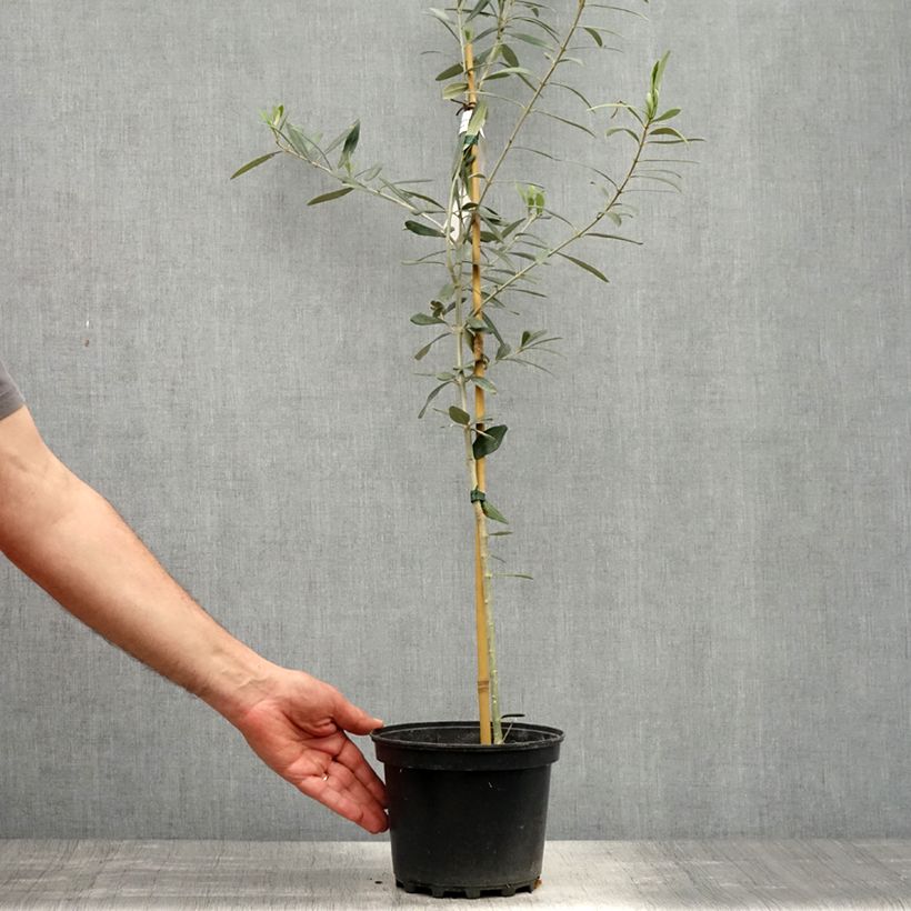 Olea europaea Lucques - Olive Tree 3L/4L pot, Clump sample as delivered in spring