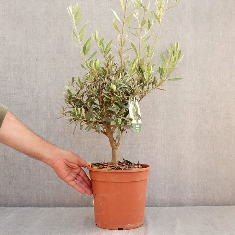 Olea europaea - Olive 2L/3L pot, Bush sample as delivered in summer