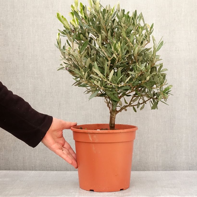 Olea europaea - Olive 2L/3L pot sample as delivered in winter