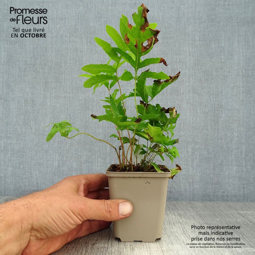 Onoclea sensibilis 8/9 cm pot sample as delivered in autumn