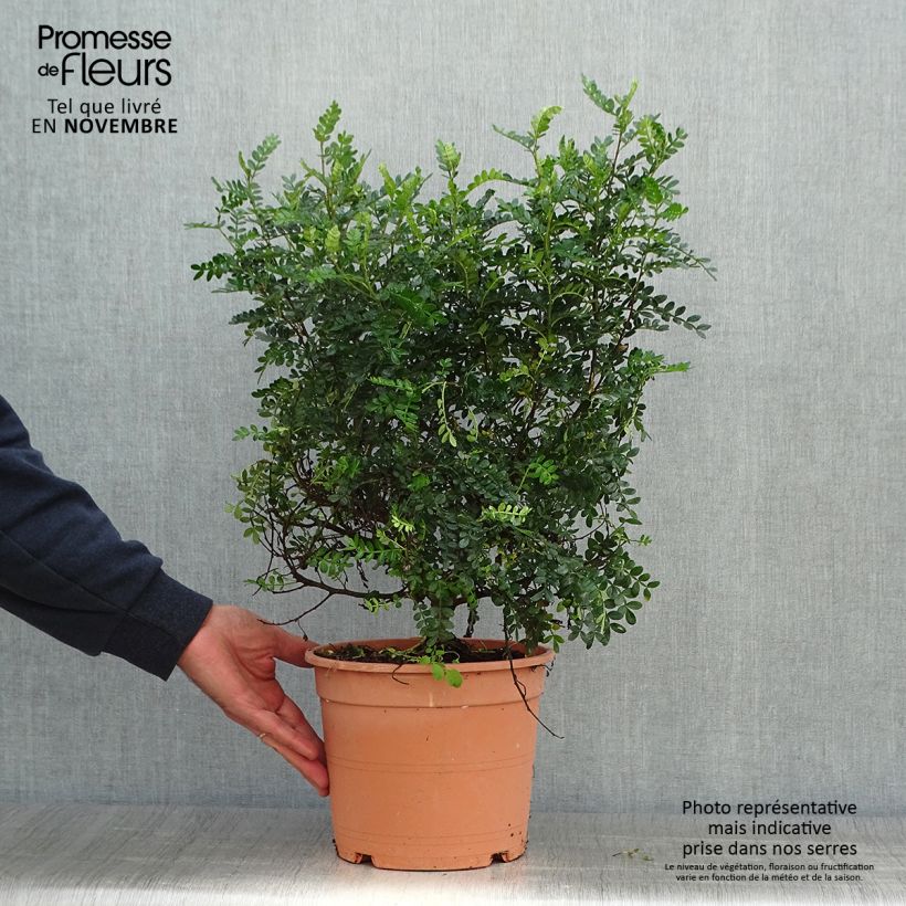 Operculicarya decaryi 7.5L/10L pot sample as delivered in autumn