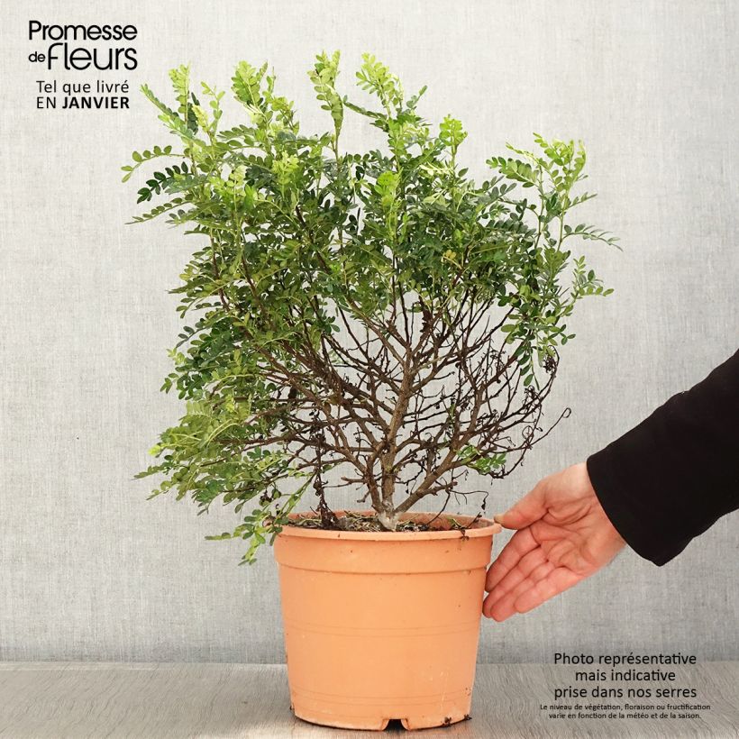 Operculicarya decaryi 7.5L/10L pot sample as delivered in winter