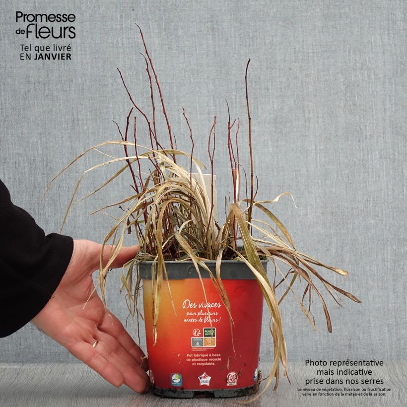 Ophiopogon jaburan Albo Variegata 2L/3L pot sample as delivered in winter