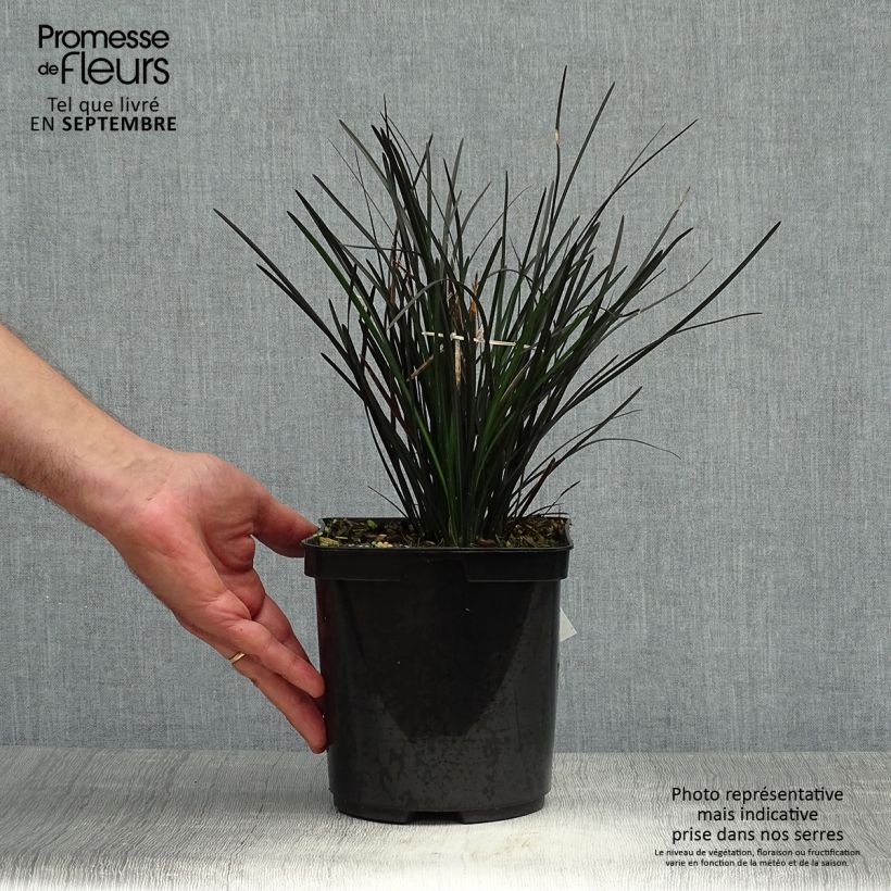 Ophiopogon planiscapus Hosoba Kokuryu 2L/3L pot sample as delivered in autumn