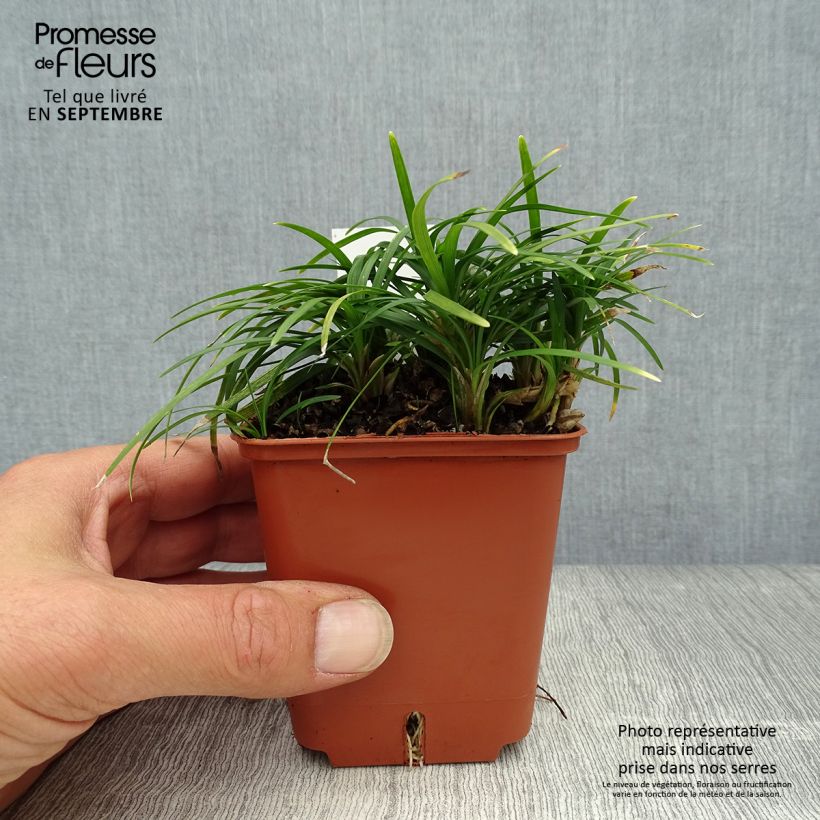 Ophiopogon japonicus Minor 8/9 cm pot sample as delivered in autumn
