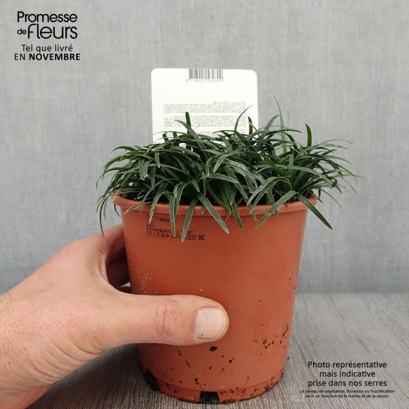 Ophiopogon japonicus Minor 1L/1.5L pot sample as delivered in autumn