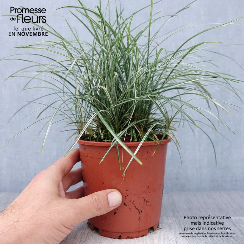 Ophiopogon japonicus Silver Mist 1L/1.5L pot sample as delivered in autumn