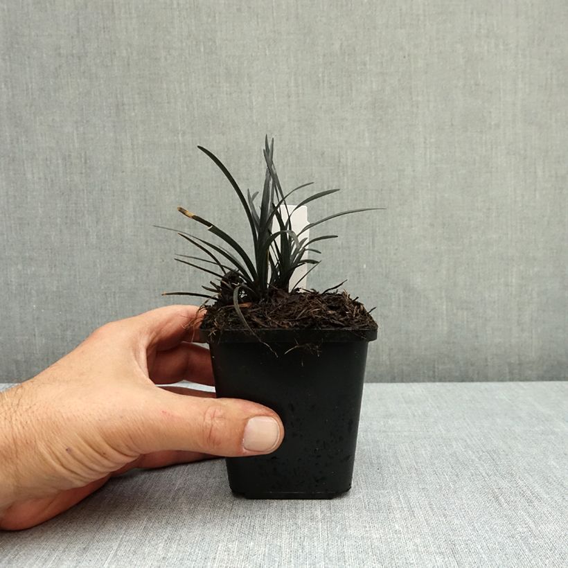 Ophiopogon planiscapus Black Dragon 8/9 cm pot sample as delivered in autumn