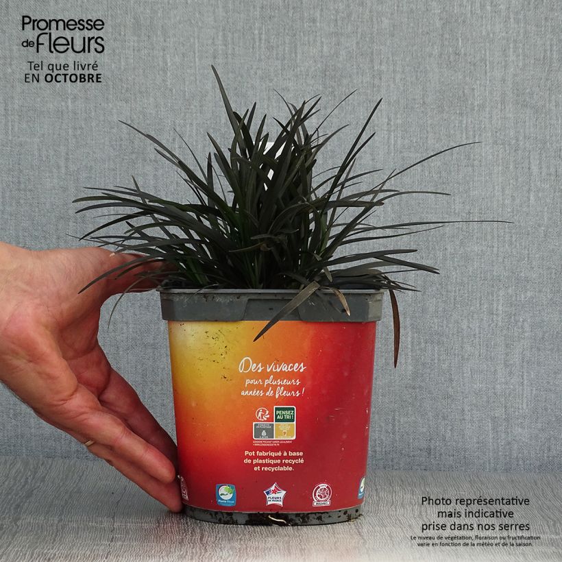 Black Ophiopogon - Ophiopogon planiscapus Nigrescens 2L/3L pot sample as delivered in autumn