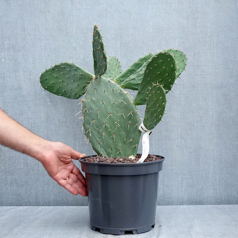 Opuntia engelmannii var. alta - Prickly Pear 4L/5L pot sample as delivered in summer