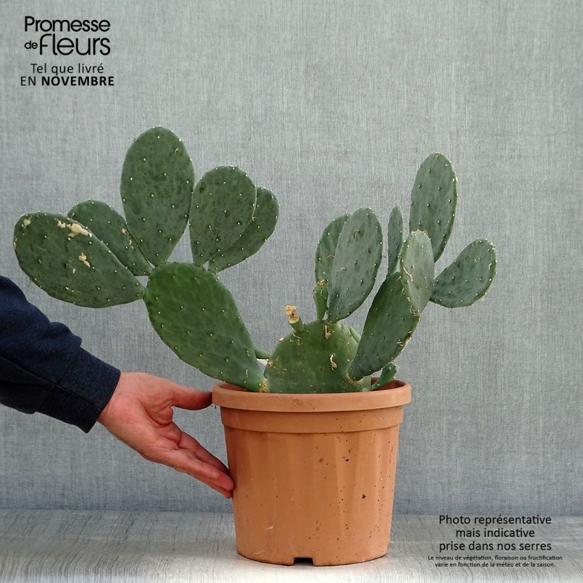 Opuntia cacanapa Ellisiana - Prickly Pear 4L/5L pot sample as delivered in autumn