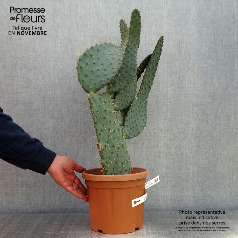 Opuntia engelmannii var. linguiformis - Prickly Pear 4L/5L pot sample as delivered in autumn