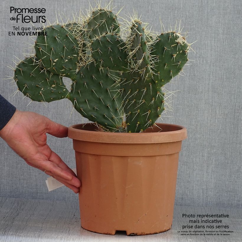 Opuntia howeyi - Prickly Pear 4L/5L pot sample as delivered in autumn