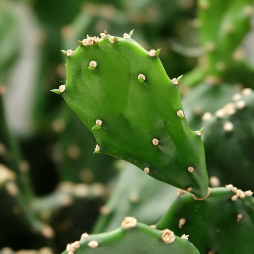Opuntia jamaicensis - Jamaica prickly pear (Foliage)
