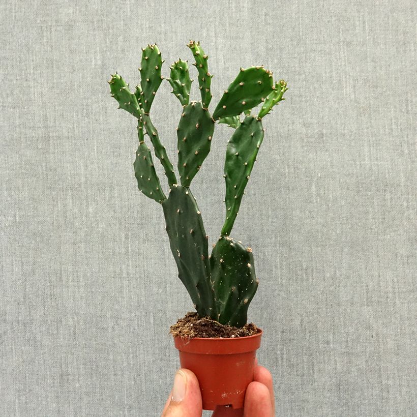 Opuntia jamaicensis - Jamaica prickly pear mini plant sample as delivered in spring