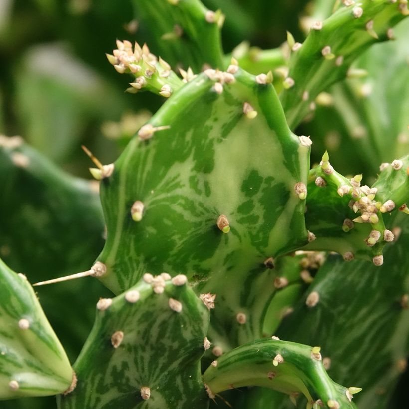 Opuntia jamaicensis Ghost - Jamaica prickly pear (Foliage)