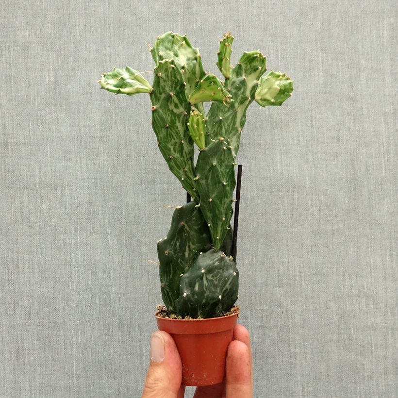 Opuntia jamaicensis Ghost - Jamaica prickly pear mini plant sample as delivered in spring