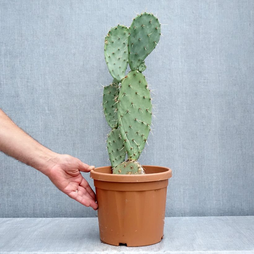 Opuntia laevis - Prickly Pear 4L/5L pot sample as delivered in summer
