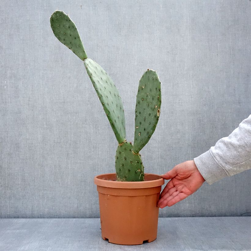 Opuntia laevis - Prickly Pear 4L/5L pot sample as delivered in spring