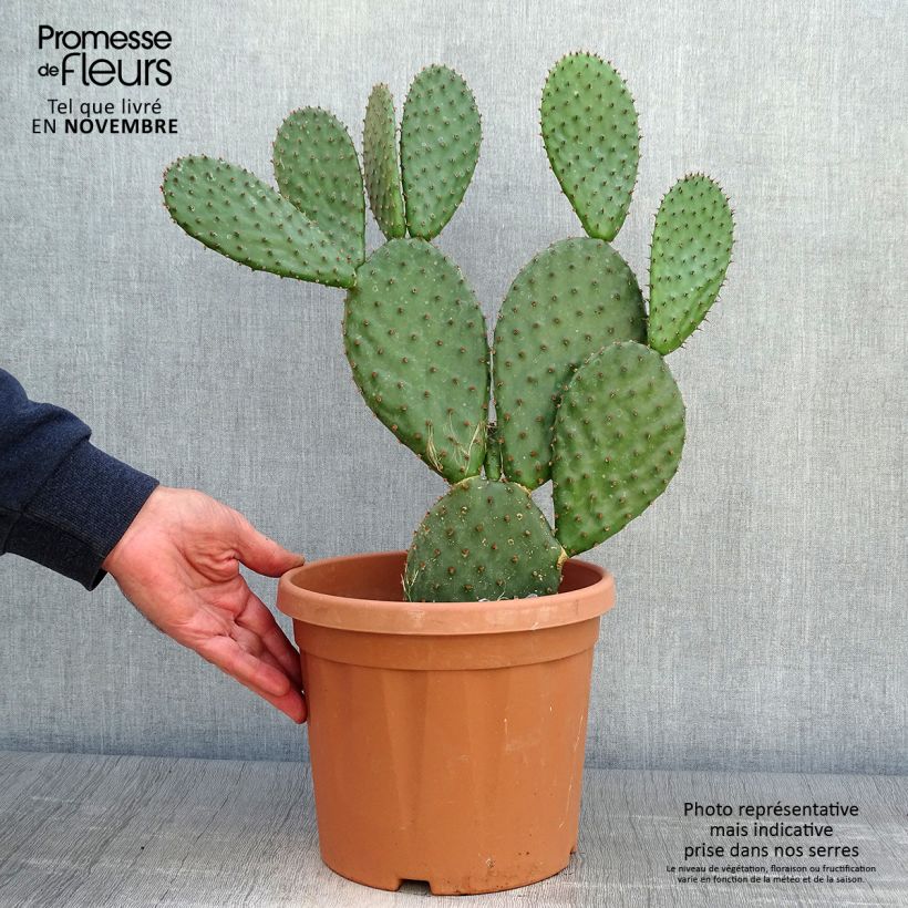 Opuntia lubrica - Prickly Pear 3L/4L pot sample as delivered in autumn