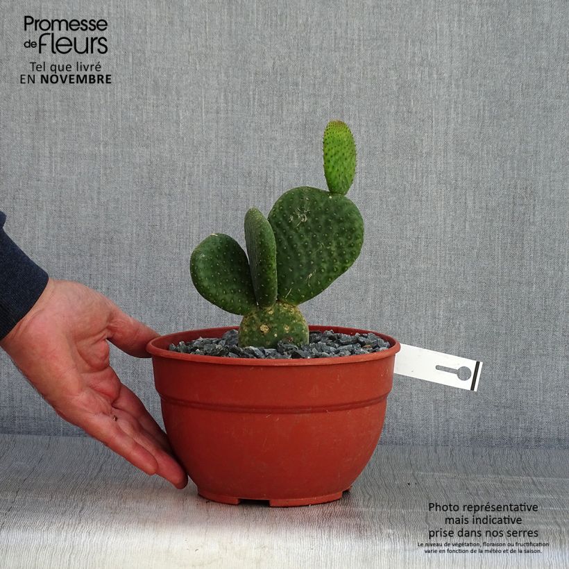 Opuntia microdasys Caress - Prickly Pear 3L/4L pot sample as delivered in autumn