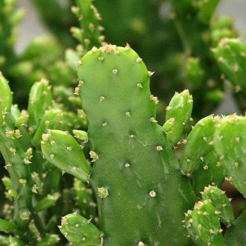 Opuntia monacantha - Prickly pear cactus (Foliage)