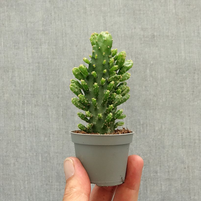 Opuntia monacantha - Prickly pear cactus mini plant sample as delivered in spring