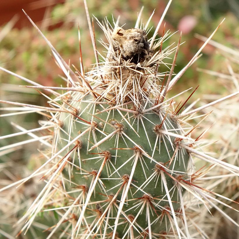 Opuntia polyacantha - Many-spined prickly pear (Foliage)