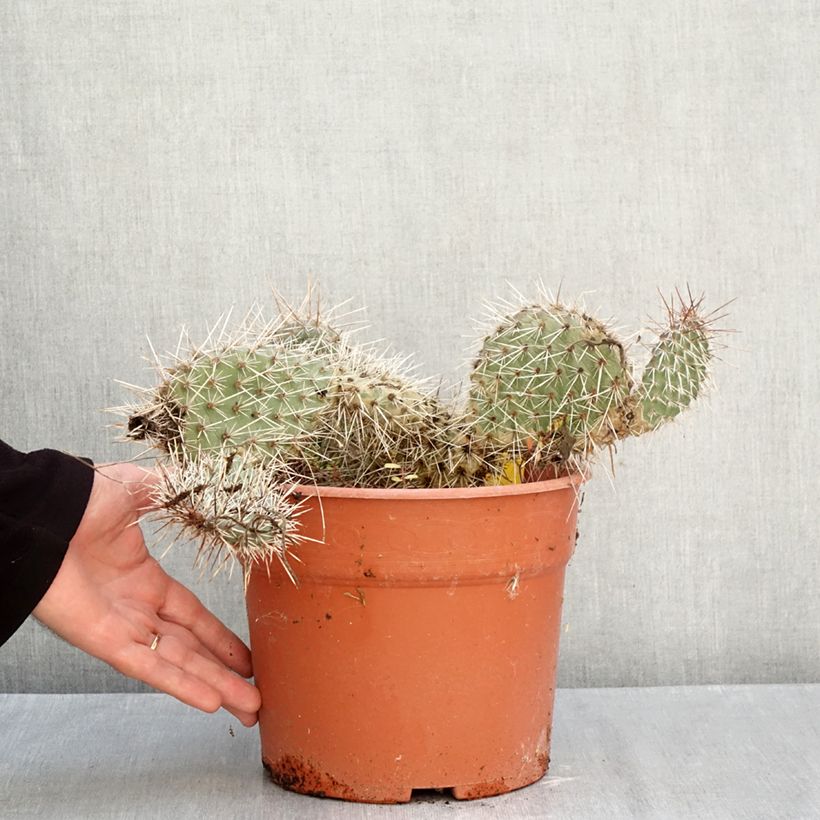 Opuntia polyacantha - Many-spined prickly pear 4L/5L pot sample as delivered in autumn
