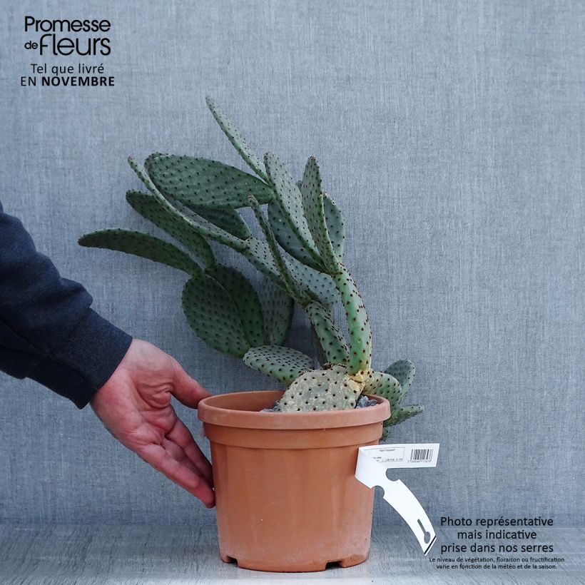 Opuntia rufida - Prickly Pear 3L/4L pot sample as delivered in autumn