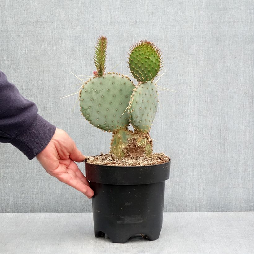 Opuntia santa-rita - Purple prickly pear 3L/4L pot sample as delivered in autumn