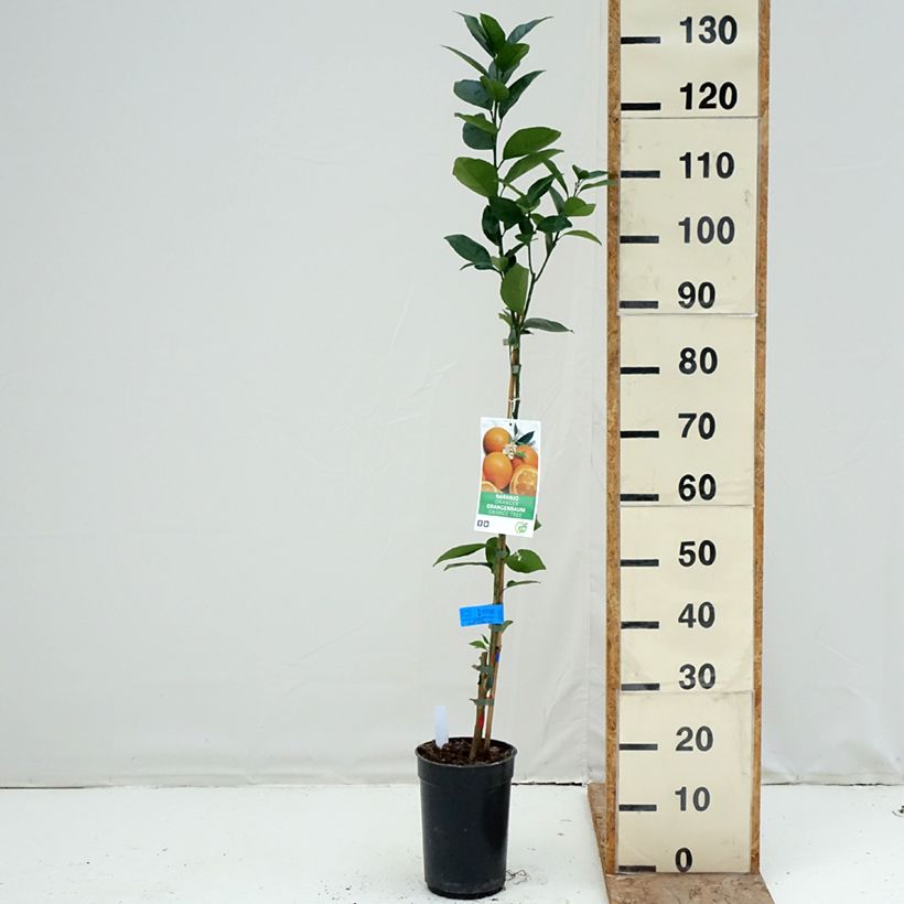 Sweet Orange - Citrus sinensis 3L/4L pot, Clump sample as delivered in winter