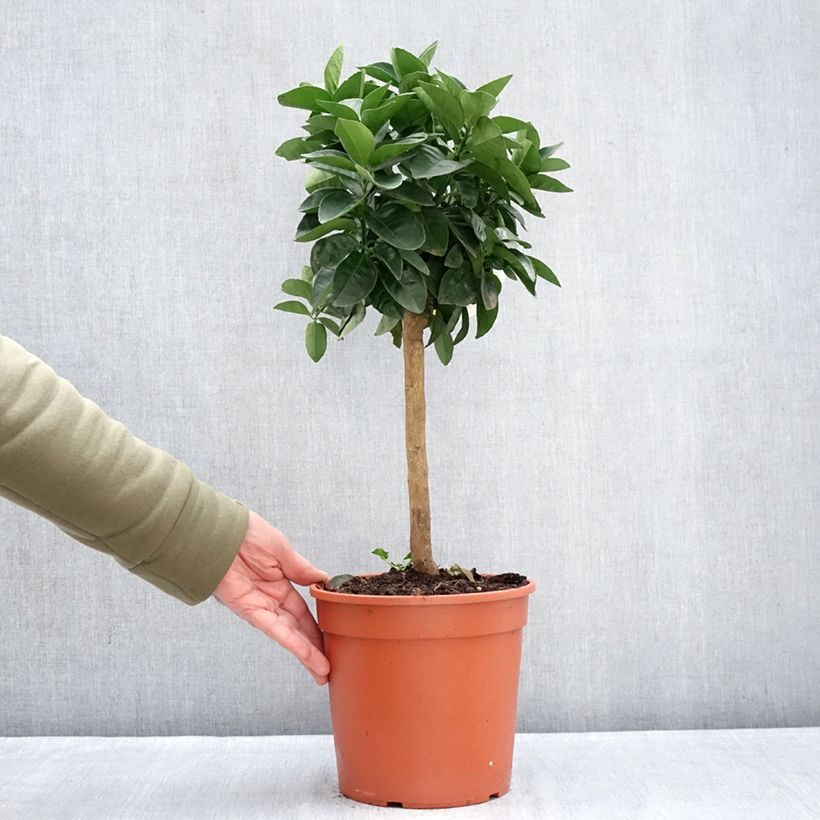 Sweet Orange - Citrus sinensis 4L/5L pot, Quarter standard sample as delivered in winter