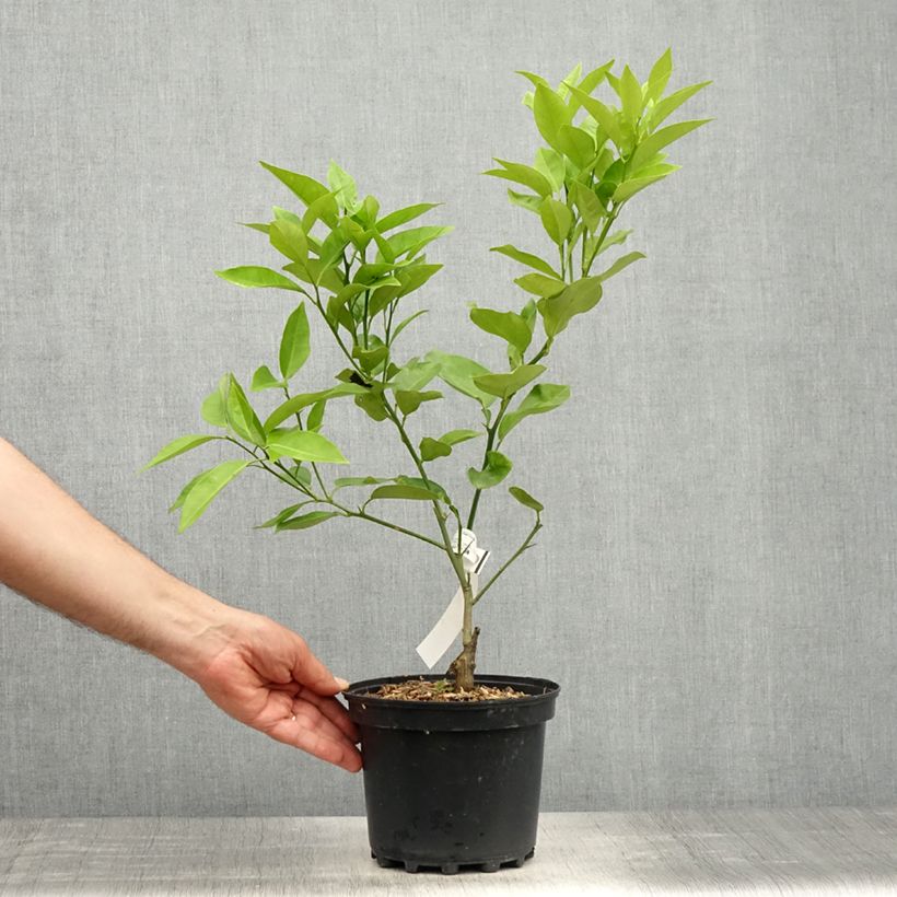 Citrus sinensis 'Washington Navel' 4L/5L pot, Quarter standard sample as delivered in spring