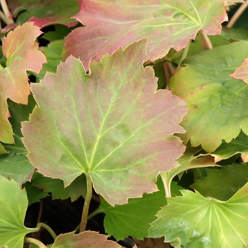 Mukdenia Oresitrophe Fusion of Fire (Foliage)