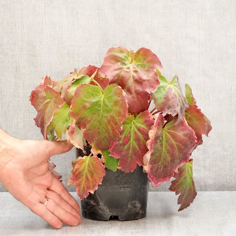 Mukdenia Oresitrophe  Fusion of Fire 1.5L/2L pot sample as delivered in summer