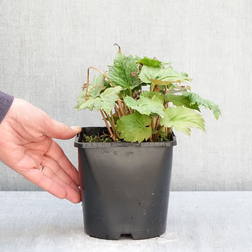 Mukdenia Oresitrophe  Fusion of Fire 1.5L/2L pot sample as delivered in spring
