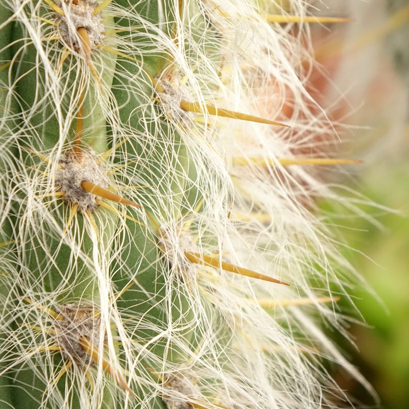 Oreocereus leucotrichus - Cactus (Foliage)