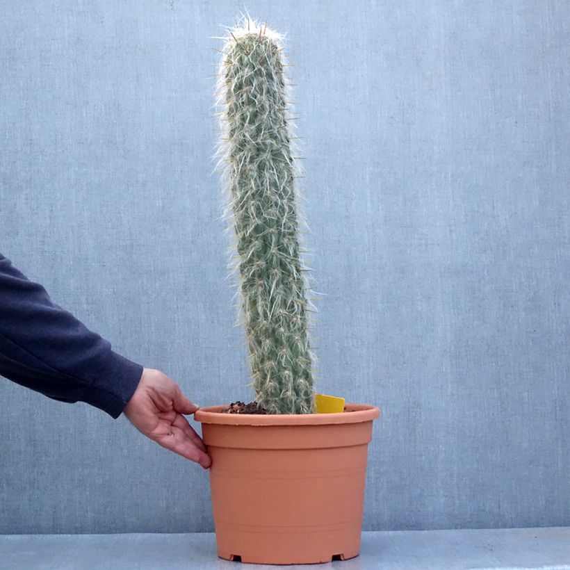Oreocereus leucotrichus - Cactus  7.5L/10L pot sample as delivered in autumn