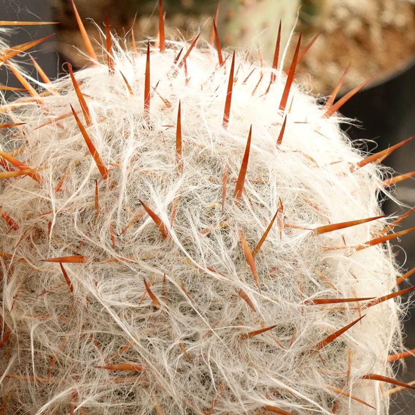 Oreocereus trollii - Old man of the Andes (Foliage)