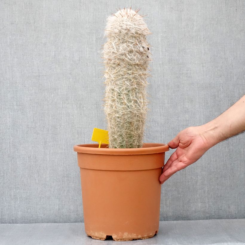 Oreocereus trollii - Old man of the Andes 7.5L/10L pot sample as delivered in autumn