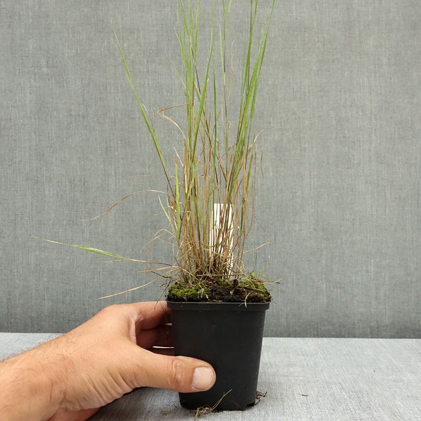 Hordeum jubatum  8/9 cm pot sample as delivered in summer
